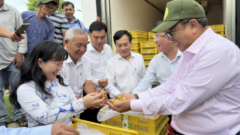 Cần Thơ xuất khẩu lô thanh nhãn sang thị trường Hoa kỳ và Australia (23/7/2024)