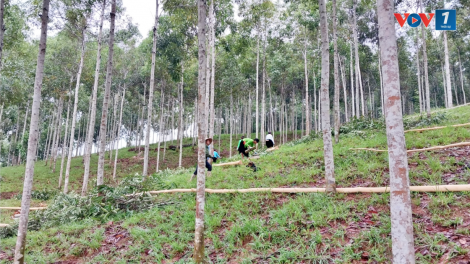 Thái Nguyên định hướng phát triển cây quế làm cây chủ lực (06/8/2024)