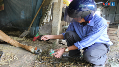 Dịch lở mồm long móng gia súc bùng phát, Quảng Trị khẩn trương tiêm vaccine phòng dịch (30/08/2024)