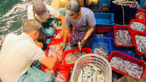 Ngư dân Quảng Bình trúng vụ mực khi câu trên vịnh Hòn La (06/08/2024)