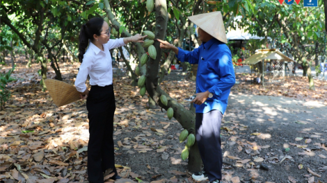 Nông dân Đồng Nai làm giàu từ cây ca cao (8/8/2024)