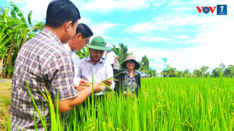 Sóc Trăng đề án “Phát triển bền vững một triệu hecta chuyên canh lúa chất lượng cao” triển khai phải bài bản, khoa học, chuyên nghiệp, hiện đại (15/8/2024)