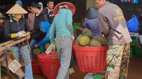 Sầu riêng Đắk Lắk trước thách thức chất lượng do mưa lớn kéo dài (2/8/2024)