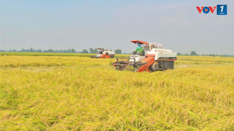 Thu hoạch lúa trong mùa mưa, những điều nông dân cần lưu ý (14/8/2024)