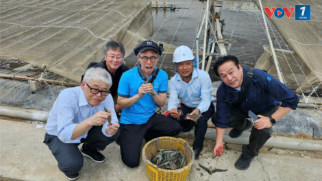 Tiền Giang, Bến Tre: Tôm rớt giá lại bị dịch bệnh, người nuôi tôm điêu đứng (11/8/2024)