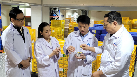 Xuất khẩu 150 nghìn liều vắc xin dịch tả lợn Châu Phi sang Phi-líp-pin (26/08/2024)