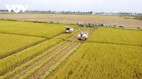 Quảng Trị liên kết sản xuất nông nghiệp theo chuỗi giá trị (20/8/2024)