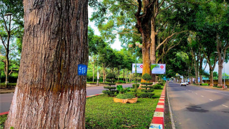 Rừng trong phố, phố trong rừng ở đô thị trăm năm tuổi (7/8/2024)