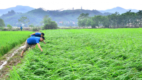 Bắc Kạn tập trung khắc phục sản xuất nông nghiệp sau mưa lũ (17/09/2024)