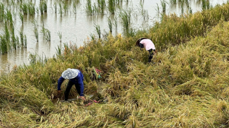 Lúa chín, thiếu máy gặt người dân như ngồi trên đống lửa (22/09/2024)