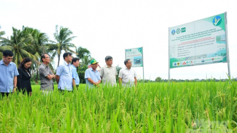 Sản xuất lúa giảm phát thải, tăng thêm thu nhập nông dân (03/09/2024)