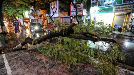 Cây xanh đô thị và nỗi lo mùa mưa bão (5/9/2024)