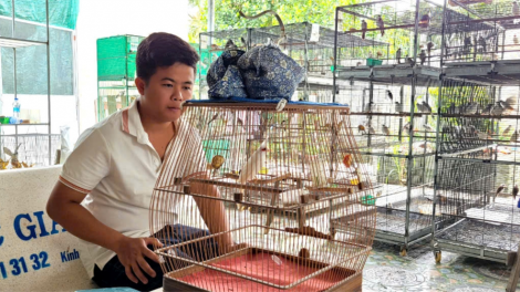 Thanh niên Tiền Giang khởi nghiệp làm giàu từ nuôi chim chào mào (22/09/2024)