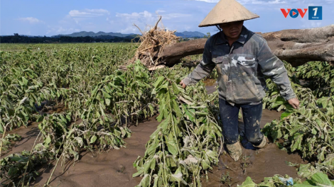 Cấp thiết hỗ trợ nông dân vùng lũ Yên Bái tái thiết sản xuất (18/9/2024)