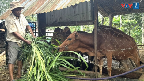 Phát huy tinh thần “đảng viên đi trước” trong phát triển kinh tế ở các buôn làng (26/9/2024)