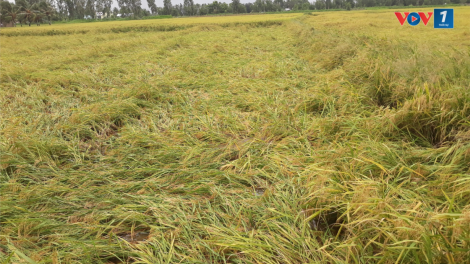 Sóc Trăng: nông dân tranh thủ thu hoạch lúa sau ảnh hưởng của đợt mưa kéo dài (24/9/2024)