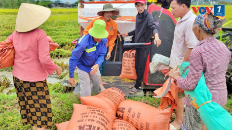 Thanh Hóa: Khẩn trương tiêu úng, thu hoạch lúa (12/9/2024)