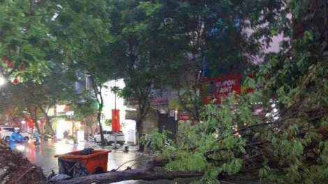 Cây xanh đô thị và nỗi lo mùa mưa bão (3/9/2024)