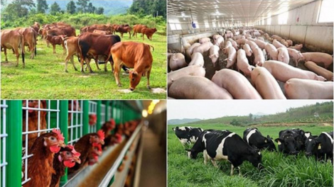 Phát triển chăn nuôi: Chính sách đã đủ, động lực từ đâu? (08/09/2024)