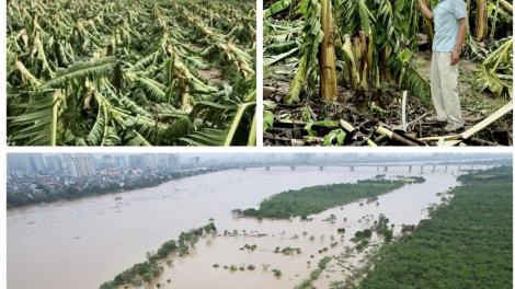 Hết bão, người dân vùng bãi Cự Khối, Long Biên, Hà Nội lại lo chạy lũ (10/09/2024)