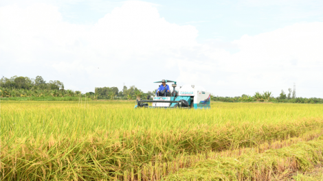 Những tín hiệu tích cực bước đầu từ “Đề án phát triển bền vững 1 triệu ha lúa chất lượng cao, phát thải thấp gắn với tăng trưởng xanh vùng ĐBSCL đến năm 2030” (10/9/2024)