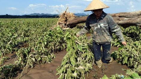Khôi phục sản xuất, bố trí dân cư sau lũ dữ (28+29/09/2024)