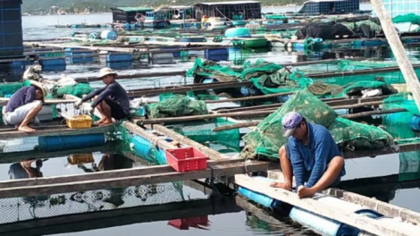 Nhanh chóng khắc phục thiệt hại về thuỷ sản sau bão số 3 (12/09/2024)