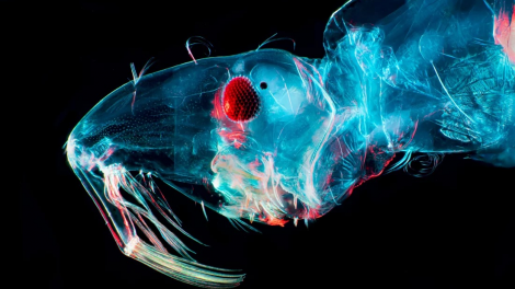 Gia tăng số ca nhiễm virus Oropouche lây truyền qua muỗi ở châu Mỹ (11/09/2024)