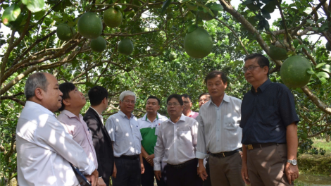 Nở rộ phong trào nông dân sản xuất, kinh doanh giỏi ở xứ dừa (9/9/2024)