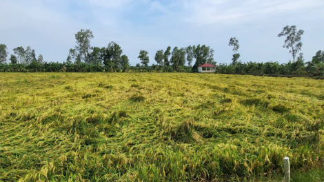Lúa Thu Đông đổ ngã do mưa dông, nông dân Hậu Giang thiệt hại đủ đường (29/9/2024)