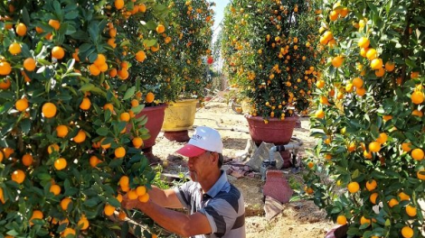 Quất cảnh Hội An nhộn nhịp vào mùa Tết (3/1/2025)