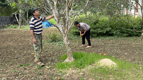 Ước mong phục hồi vùng cam sành đặc sản Lục Yên (13/1/2025)