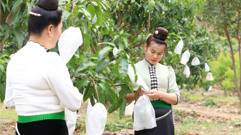 Nông nghiệp Sơn La vượt khó, vươn xa (7/1/2025)