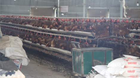 Dân khổ vì ô nhiễm môi trường từ các trại nuôi gà ở thành phố Buôn Ma Thuột (15/1/2025)