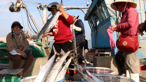 Ngư dân Quảng Trị rộn ràng phiên biển cuối năm (12/1/2025)