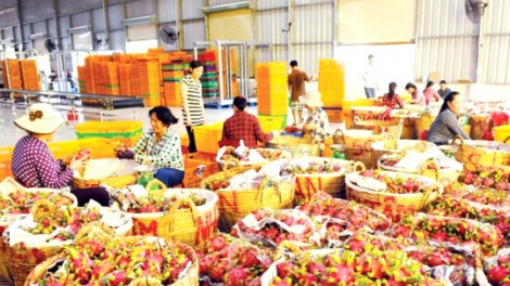 Năm 2025: rau quả hướng tới mục tiêu 8 tỷ USD (12/1/2025)