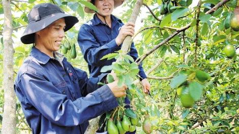 Nông dân Việt Nam: Liên kết để cùng phát triển. (11/02/2016)