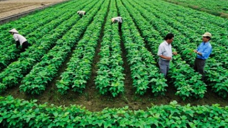 Nông nghiệp Việt Nam – Năm mới nói chuyện cũ. (07/01/2016)