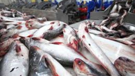 Mỹ kiểm soát cá da trơn nhập khẩu - Doanh nghiệp trong nước lo lắng. (13/12/2015)