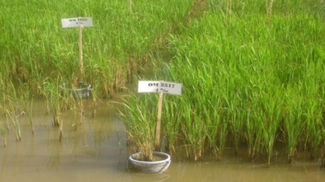 Cải tiến canh tác lúa để thích ứng với biến đổi khí hậu. (26/02/2016)