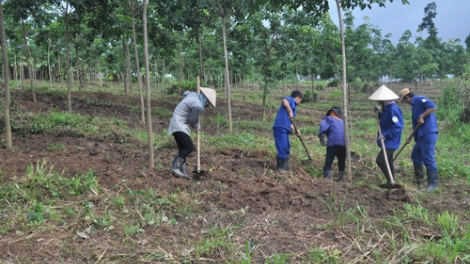Nông nghiệp và nông thôn ngày 23/12/2014: Dư thừa lao động sau khi góp đất trồng cây cao su ở Tây Bắc.