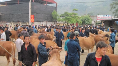 Nét văn hóa ở phiên chợ bò Cao nguyên đá. (16/3/2016)