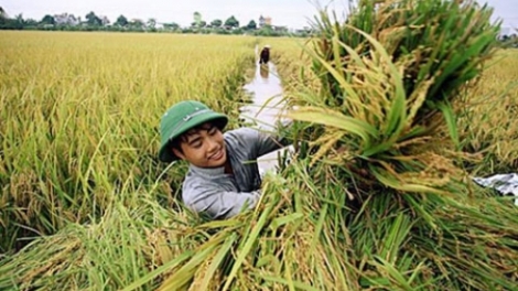 Ngành nông nghiệp liệu có bị bỏ rơi. (19/12/2015)