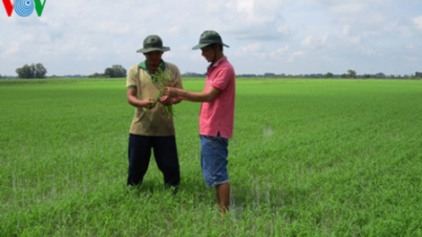 Phát triển giống lúa Nhật tại Đồng Tháp - Chưa nhìn thấu đáo từ góc độ thị trường. (17/12/2015)