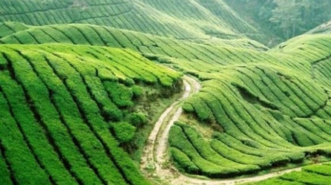 Kinh tế ngày 17/12/2014: Cơ hội đầu tư vào khu du lịch Mộc châu và Sơn La.