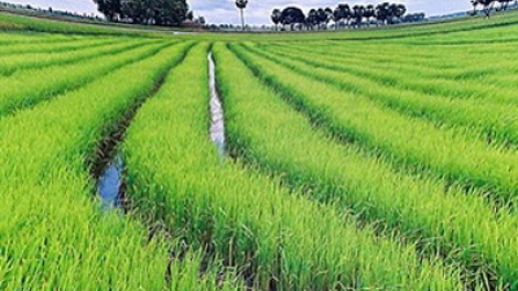 Quản lý cỏ dại tổng hợp trên lúa xuân. (06/01/2016)