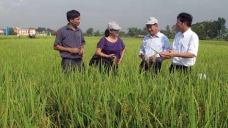 Sinh kế thích ứng với biến đổi khí hậu - nhìn từ những mô hình của tỉnh Thái Bình.(14/4/2016)