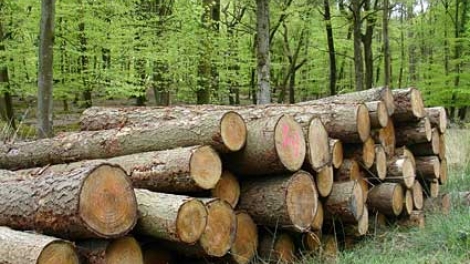Lâm sản ngoài gỗ liệu có chết yểu. (24/02/2016)