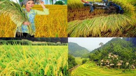 Nông nghiệp và nông thôn ngày 10/5/2015: Hỗ trợ của các doanh nghiệp vừa và nhỏ là động lực để phát triển nông nghiệp