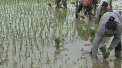 Nông dân các địa phương xuống đồng gieo cấy lúa xuân (17/02/2016)